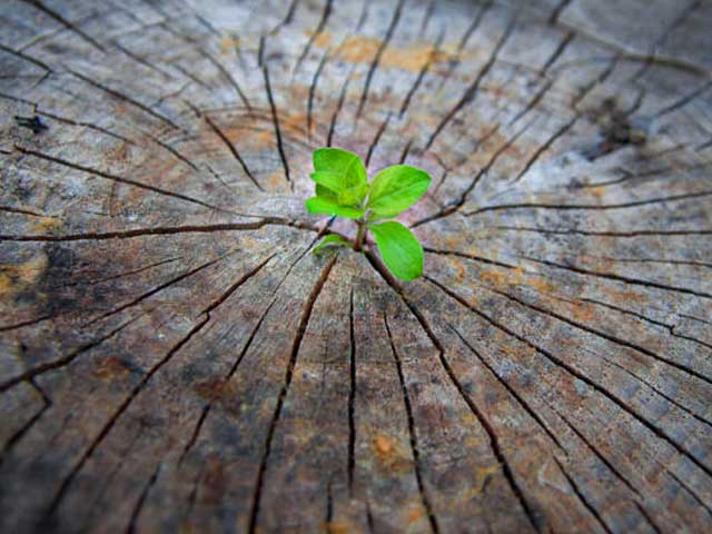 image of small sprout growing