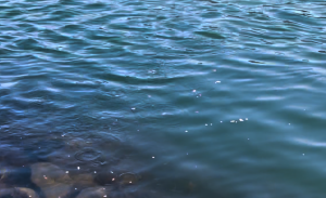 Image of water with breadcrumbs dotting it.